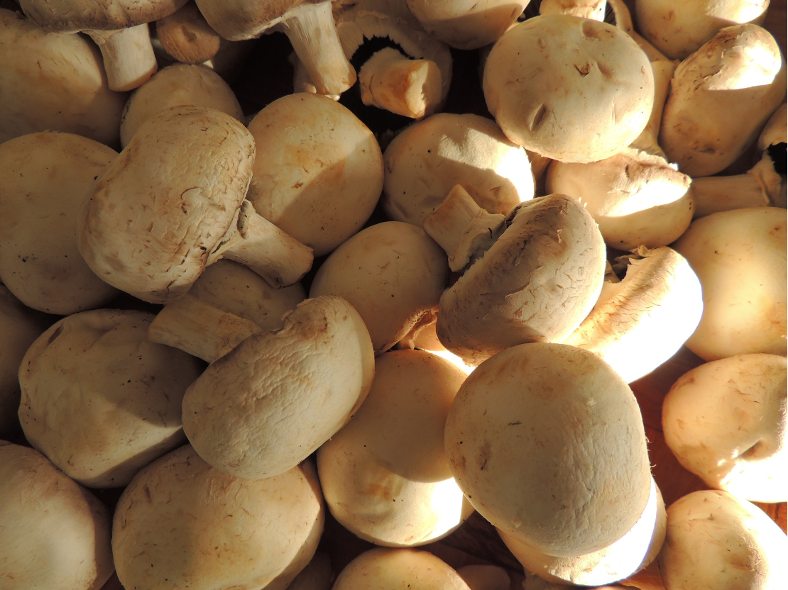 Agaricus blazei murrill (ABM) - Der Mandelpilz und seine Wirkung