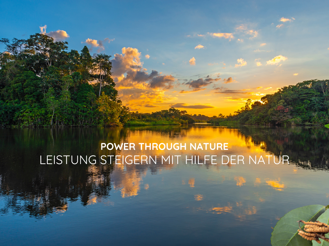 Mehr Leistungsfähigkeit durch den Vitalpilz Cordyceps und Guayusa Tee