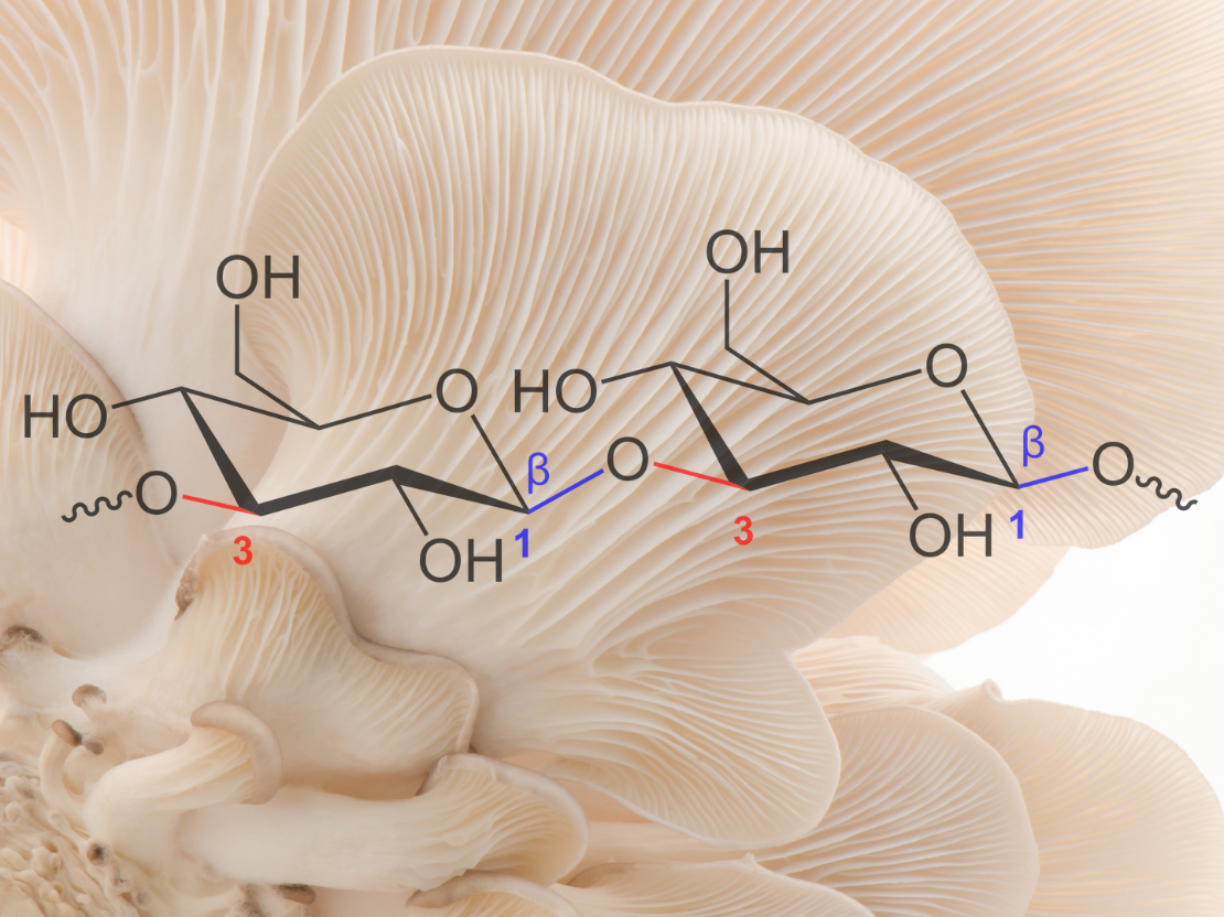 Studien mit Vitalpilzen die zeigen, wie stark sie sein können