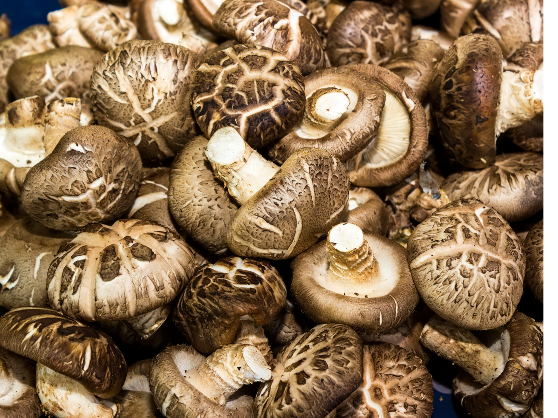 Shiitake Wirkung & Anwendung