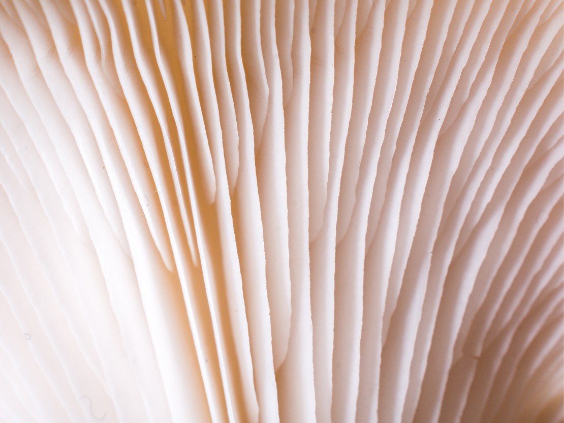 Vitalpilze und ihre Wirkstoffe und Inhaltsstoffe