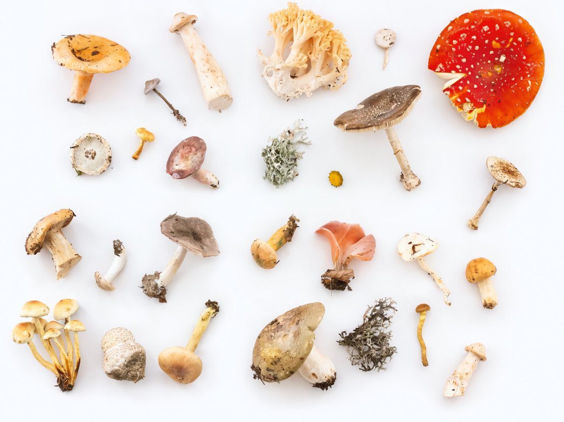 Vitalpilze: Wirkung mit langer Tradition