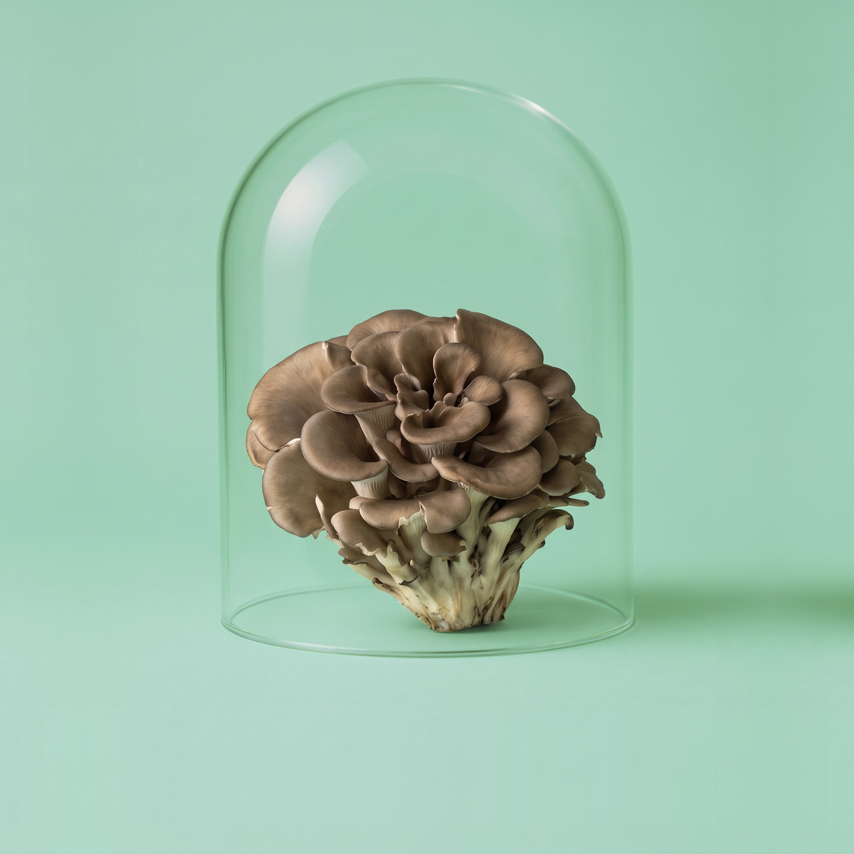 Maitake unter der Glasglocke