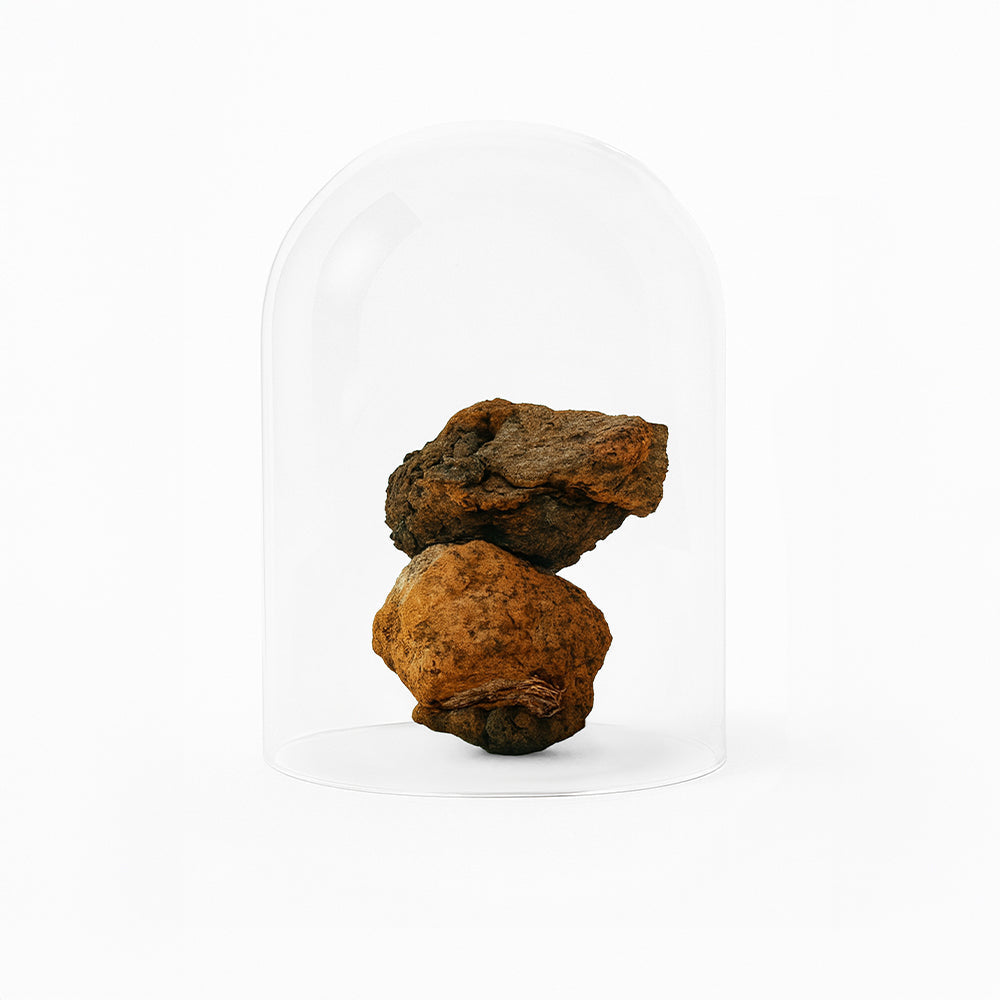 Immune Kur 3 Monate | 3x Golden Mushroom Milk