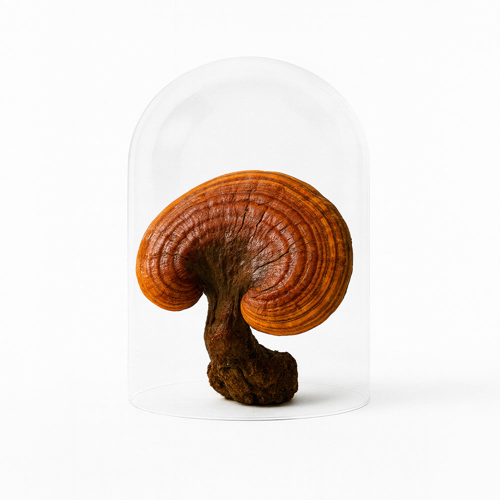 Mushroom Tea 2.0 mit Reishi und Hericium 210g