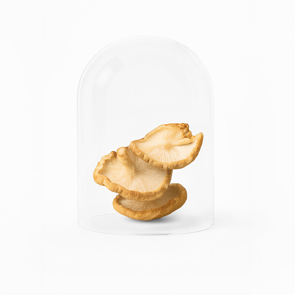 Immune Kur 3 Monate | 3x Golden Mushroom Milk