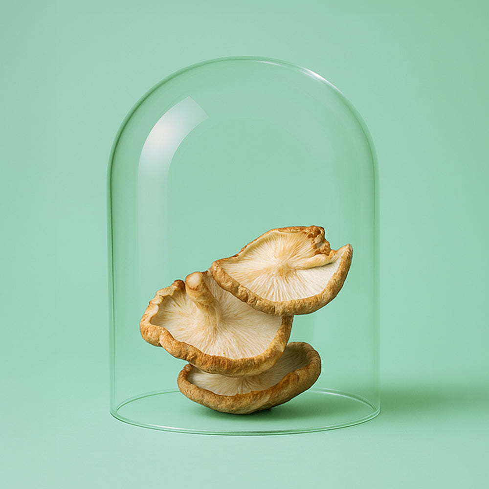 Bio Shiitake Extrakt Kapseln