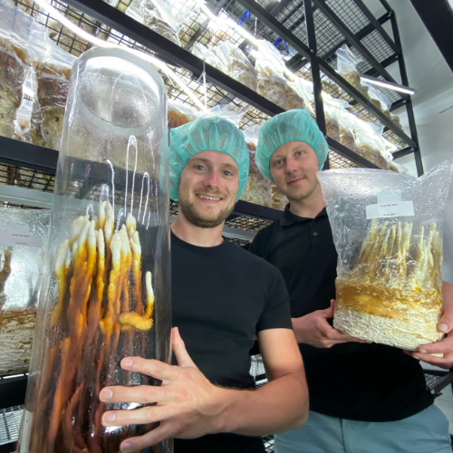 Pilzboys smaints.png__PID:f50149fe-349c-4680-82e1-d000718864a0