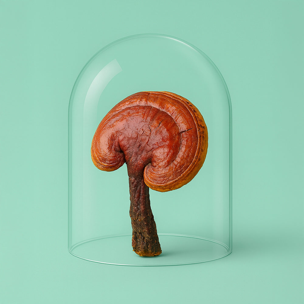 6er Angebot Bio Reishi Extrakt Kapseln