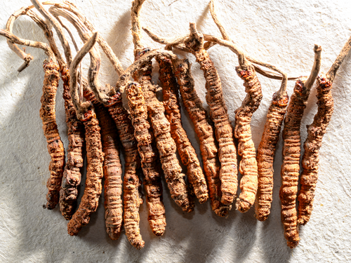 Cordyceps Wirkung & Anwendung