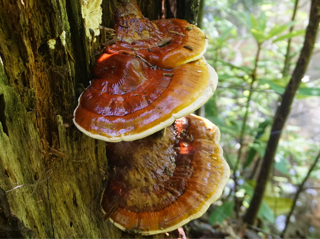 Reishi Wirkung & Anwendung - der Pilz des ewigen Lebens?