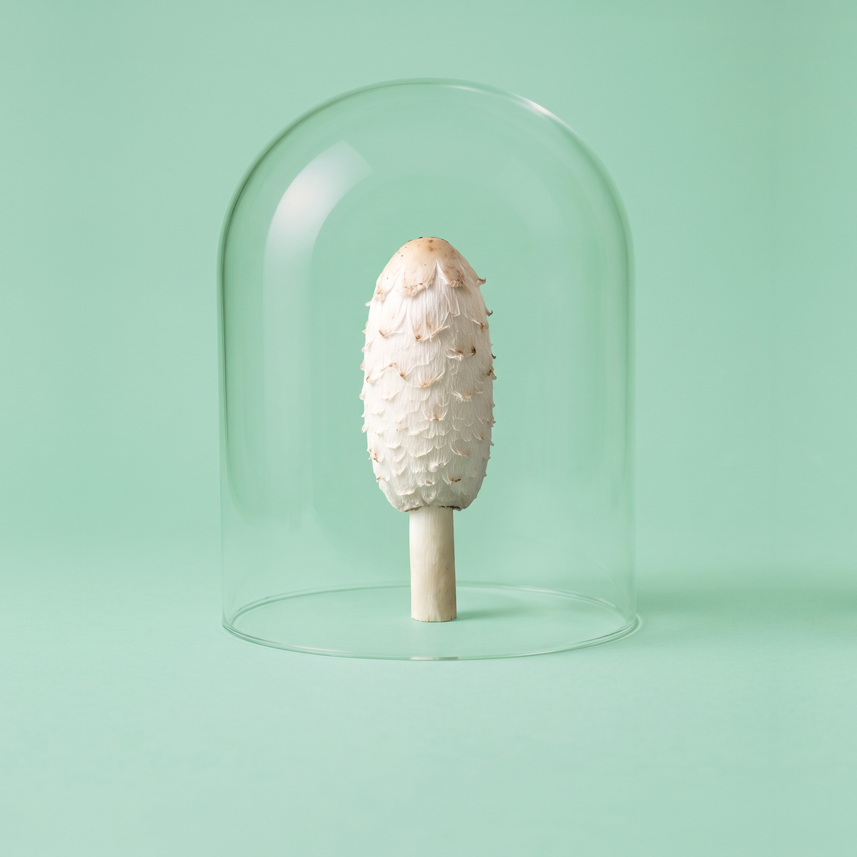 Coprinus (Schopftintling) unter der Glasglocke