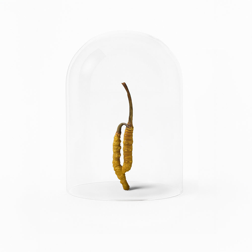 Mushroom Cacao 2.0 mit Cordyceps und Hericium 210g LP