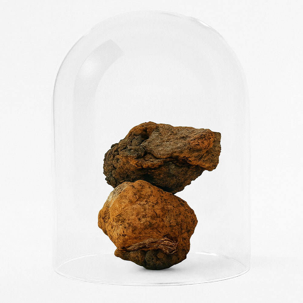 Golden Mushroom Milk 2.0 mit Chaga und Shiitake 210g