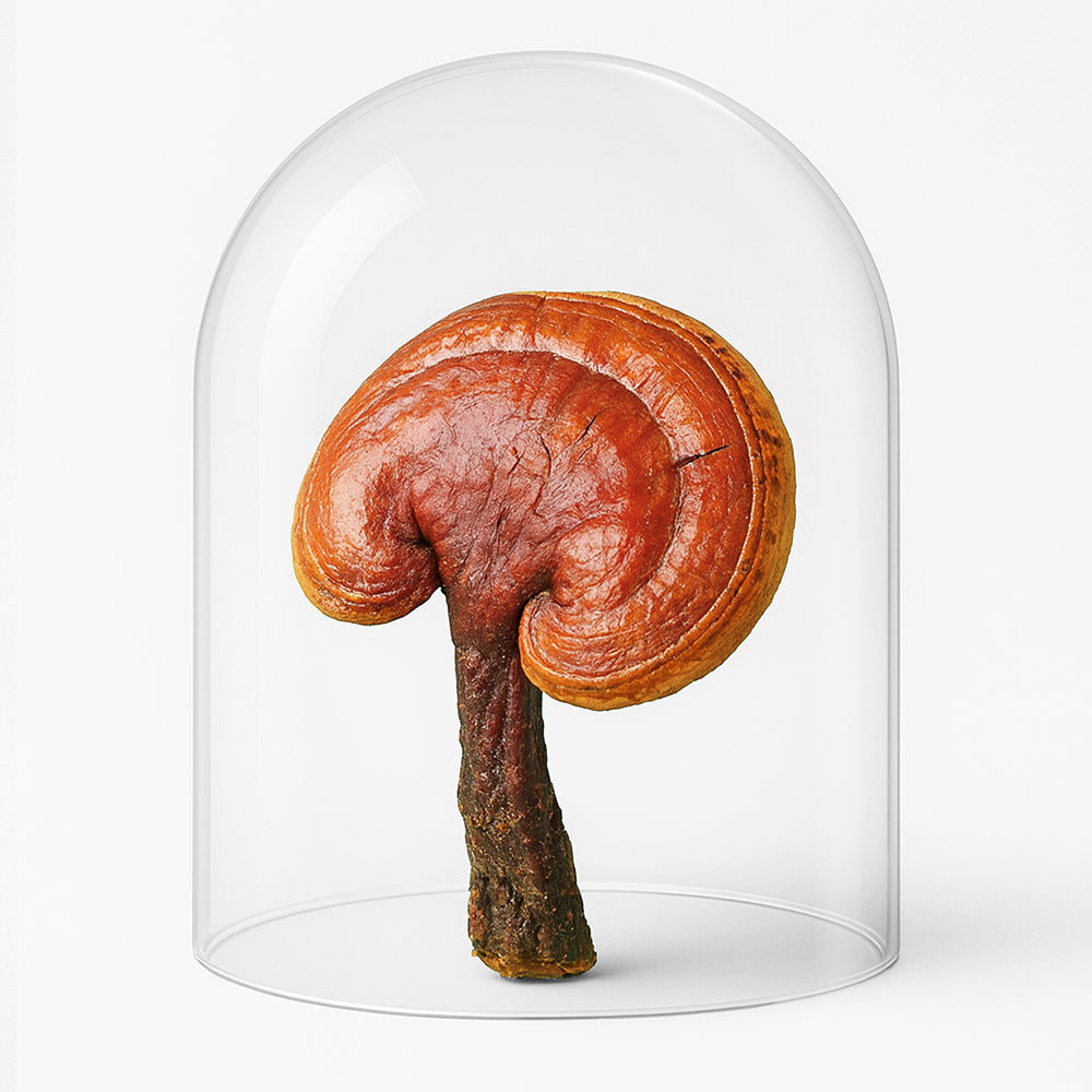 1 Monatskur Mushroom Tea (1x Pack) inkl. Protokoll & Sleep Challenge