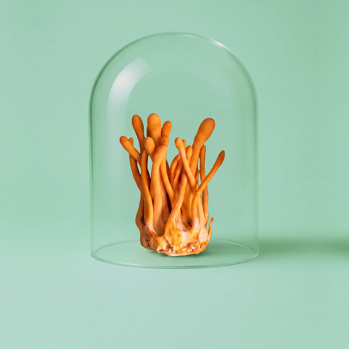 Cordyceps
